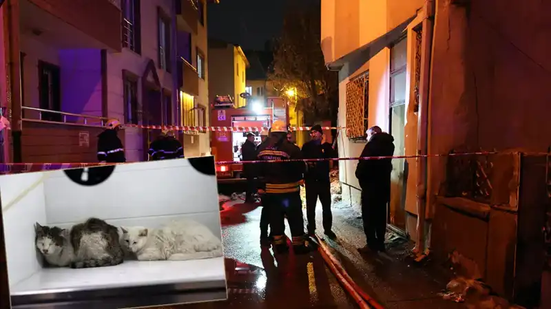 Evde Yangın Faciası: 26 Kedi Hayatını Kaybetti!