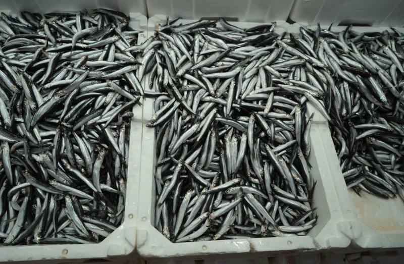 Türkiye İhracatında Rekor Kıran Ürünler Hedef Tutarlar: Belçika, Fransa ve Almanya'ya Gidiyor